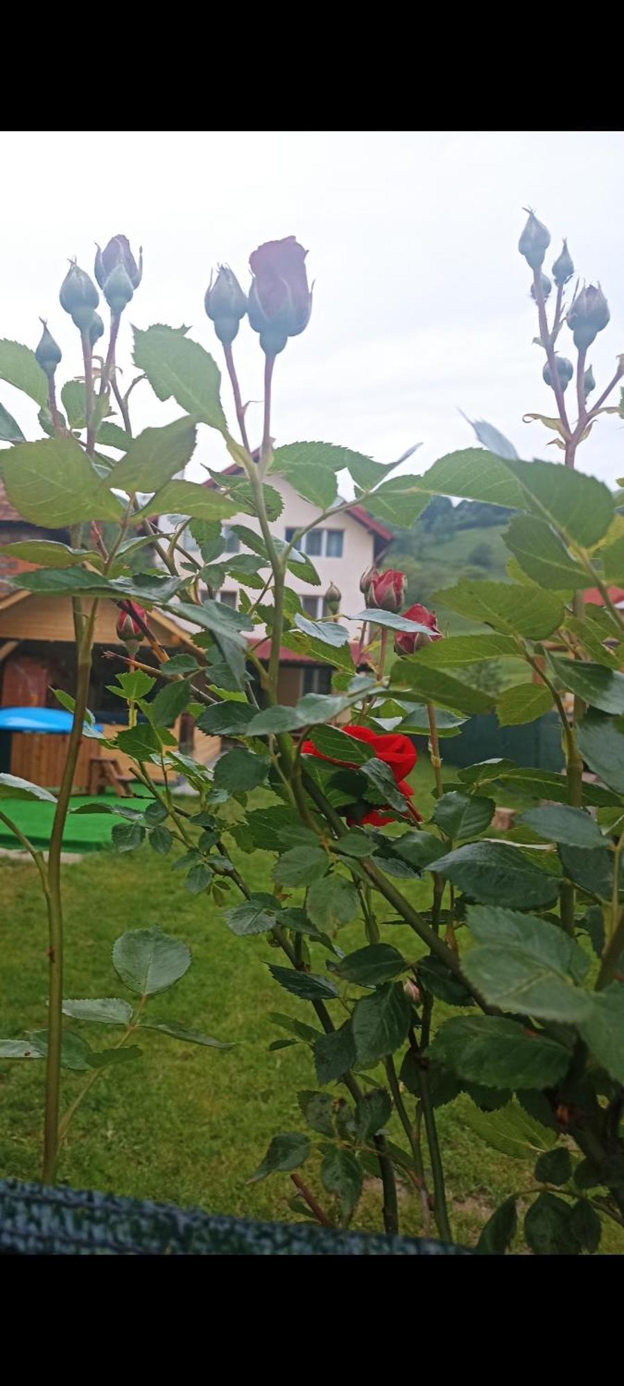 Popasul Drumetului Transfagarasan Hotel Curtea de Argeş Eksteriør billede